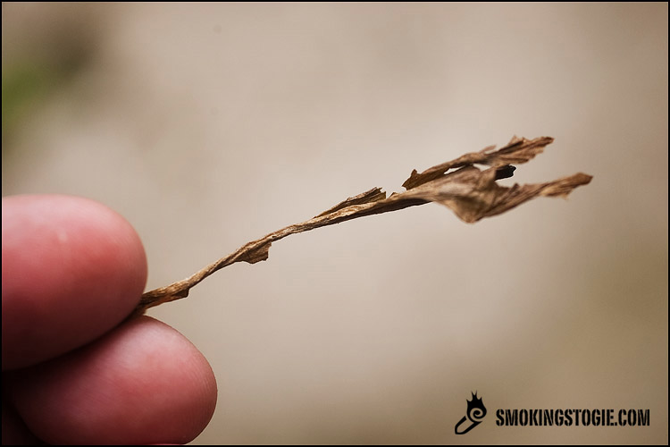 罗密欧与朱丽叶朱丽叶 6.png 罗密欧与朱丽叶朱丽叶 6.png