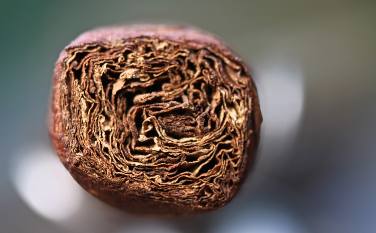 科罗纳多,La Flor Lancero 3.JPG 科罗纳多,La Flor Lancero 3.JPG